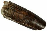 Fossil Sauropod Dinosaur (Titanosaur) Tooth - Morocco #298507-1